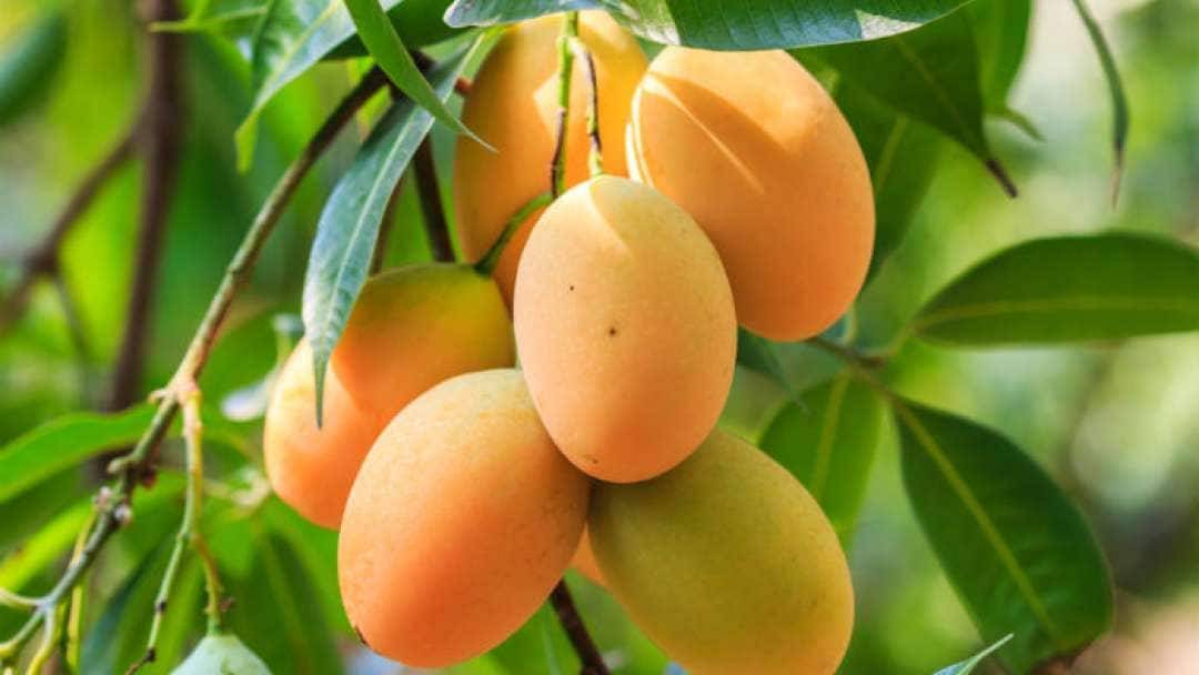 اسید هیومیک برای درخت انبه