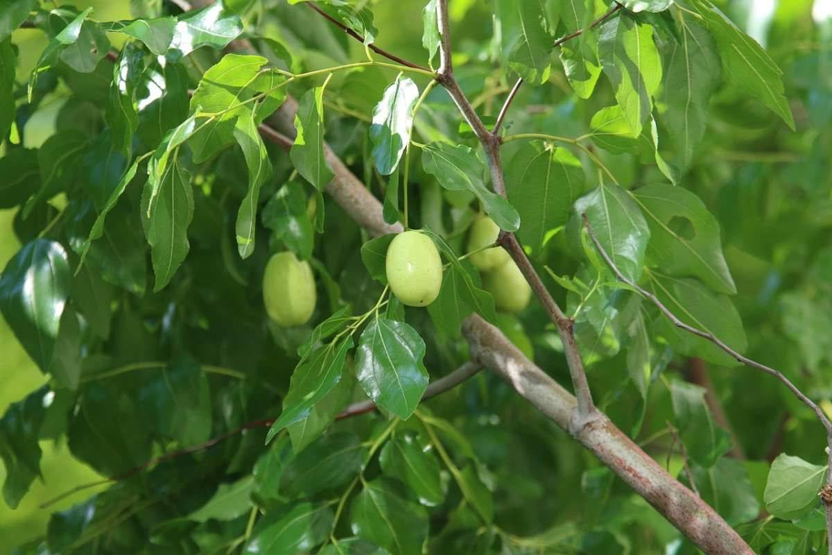 کاشت درخت عناب