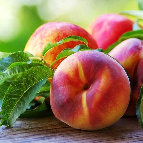 اسید هیومیک برای درخت شلیل