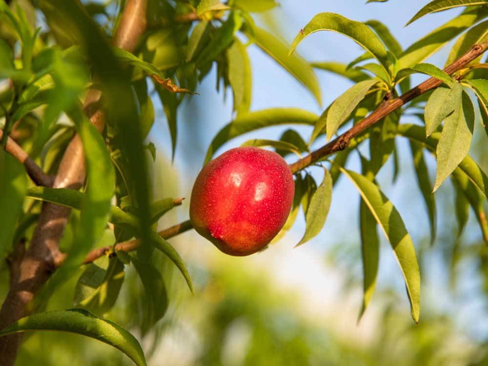 خرید اسید هیومیک شوک برای درخت شلیل