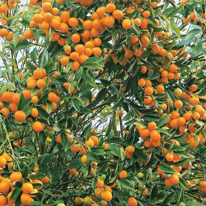 افزایش باردهی درخت پرتقال