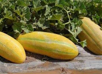 اسید هیومیک برای خربزه