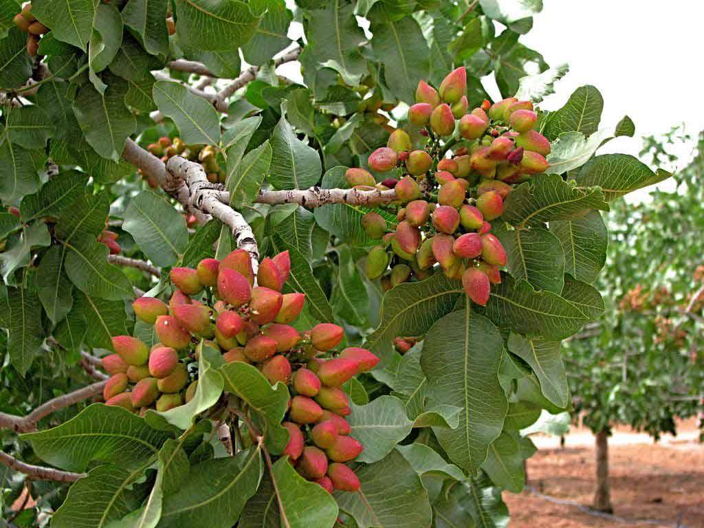 کود افزایش باردهی پسته