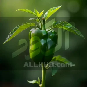 جلبک دریایی برای صیفی‌ جات