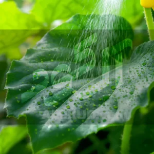 جلبک دریایی برای صیفی‌ جات