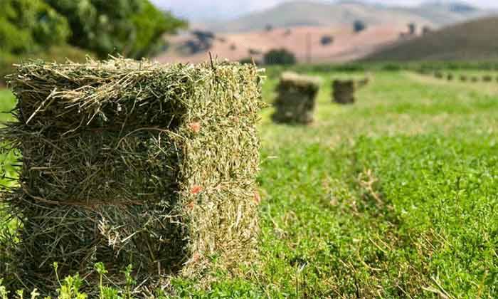 استفاده از کود جلبک دریایی در کاشت یونجه