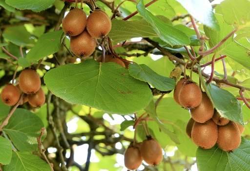 جلبک دریایی برای درخت کیوی