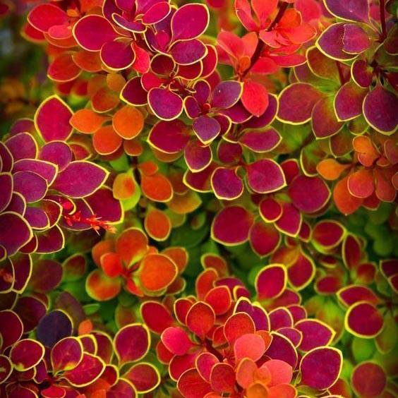 جلبک دریایی برای زرشک