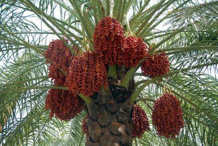 خرید جلبک دریایی برای درخت خرما