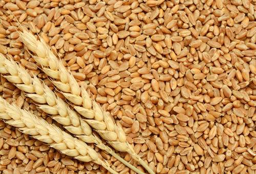 تأثیر اسید هیومیک شوک بر روی گندم