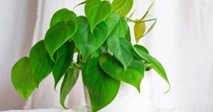 اسید هیومیک برای فیلودندرون