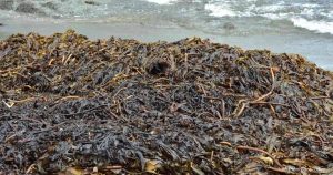 بهترین زمان استفاده از کود جلبک دریایی در کشاورزی و زراعت
