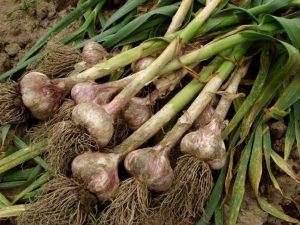 گوگرد مایع برای سیر