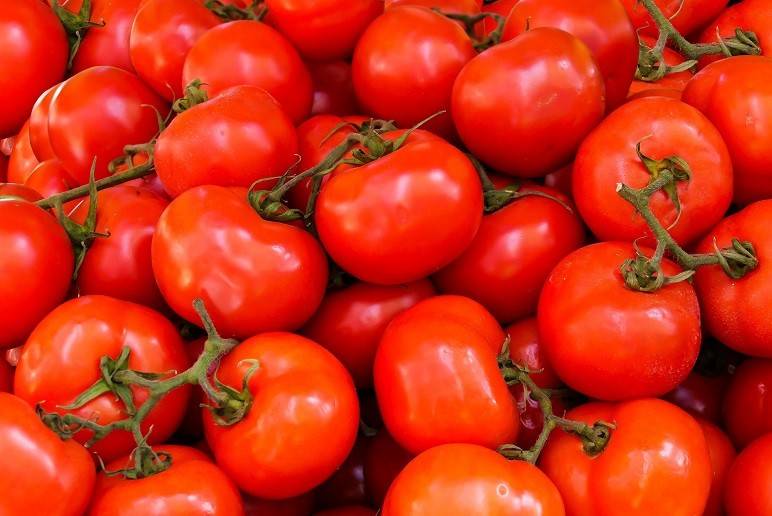 تاثیرات استفاده از کود جلبک دریایی در افزایش تناژ برداشت گوجه