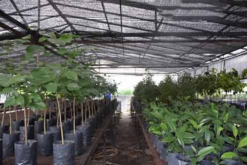 جلبک دریایی برای نهال میوه