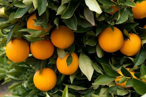 تاثیرات عصاره جلبک دریایی در درشتی مرکبات
