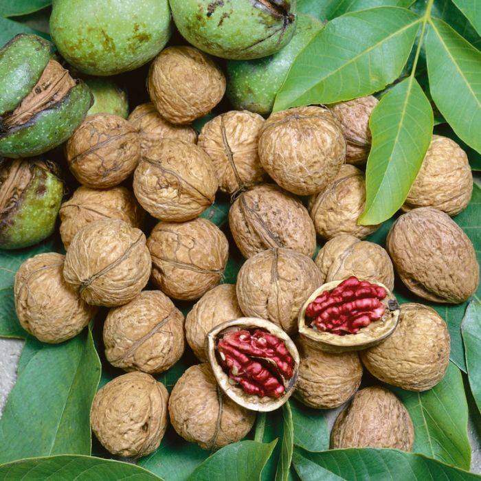 تاثیر اسید هیومیک شوک بر روی درخت گردو