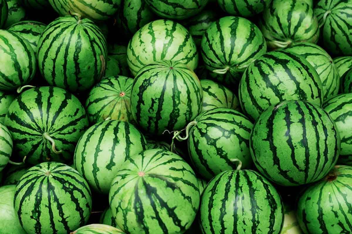 جلبک دریایی برای هندوانه