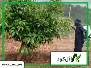 محلول پاشی کود بر روی درختان میوه چگونه است؟