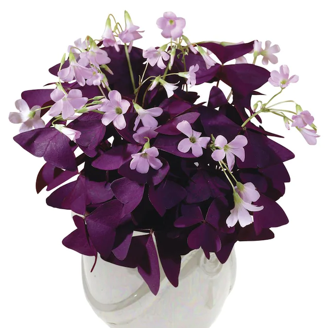 کود گیاه اگزالیس