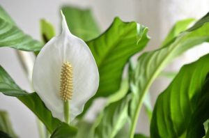 نگهداری گیاه اسپاتی فیلوم