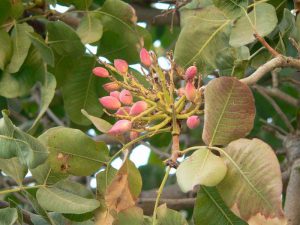 کود سه بیست برای پسته