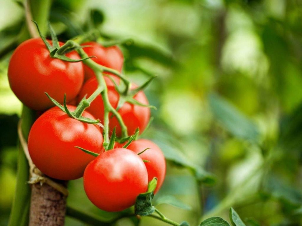 رشد سریع گوجه فرنگی