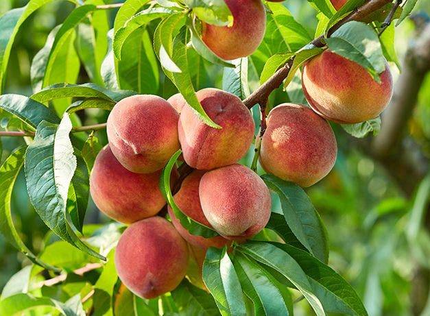 بهترین کود برای درختان میوه