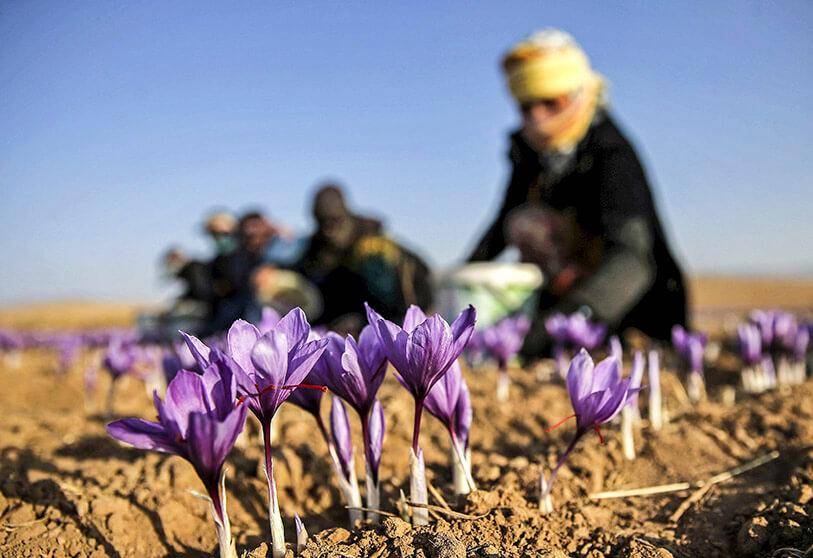 نقش و اهمیت کود پتاسیم بر زعفران