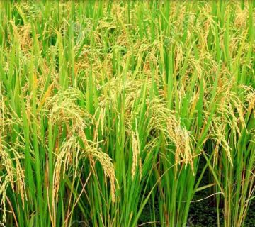 اسید هیومیک برای برنج
