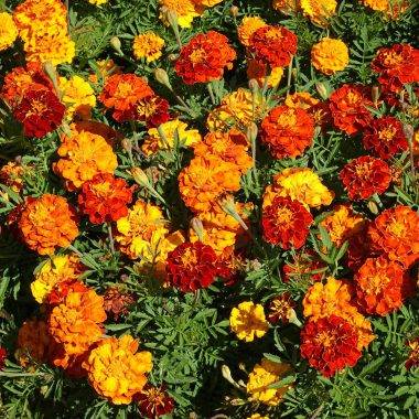 زمان کاشت گل همیشه بهار در باغچه