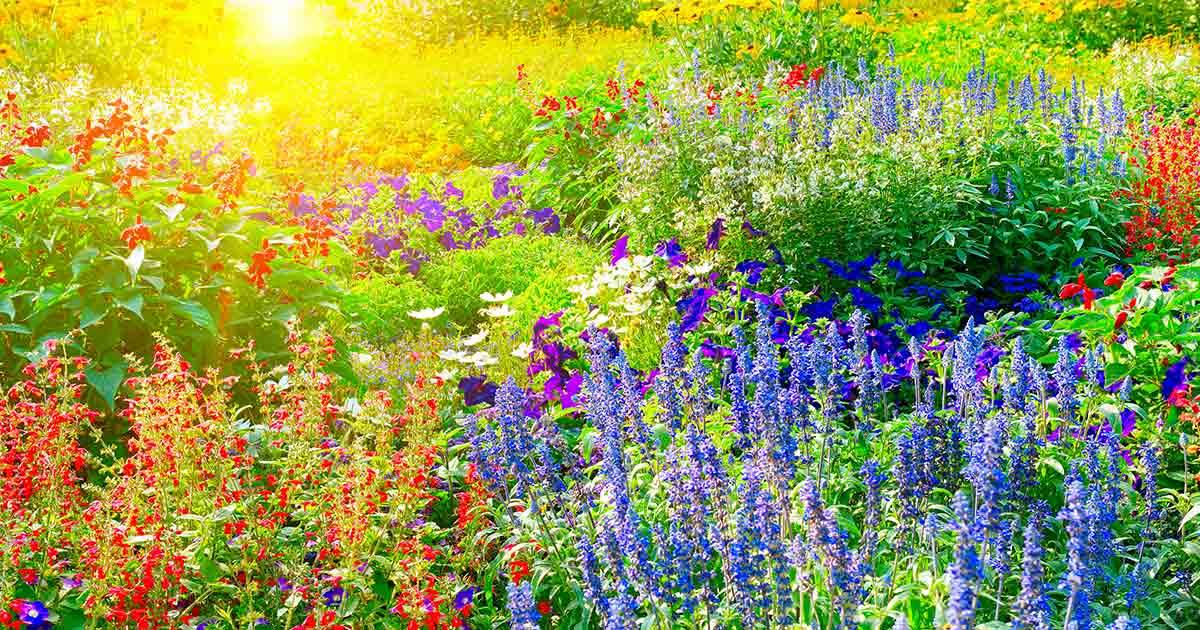 اسید هیومیک برای گل