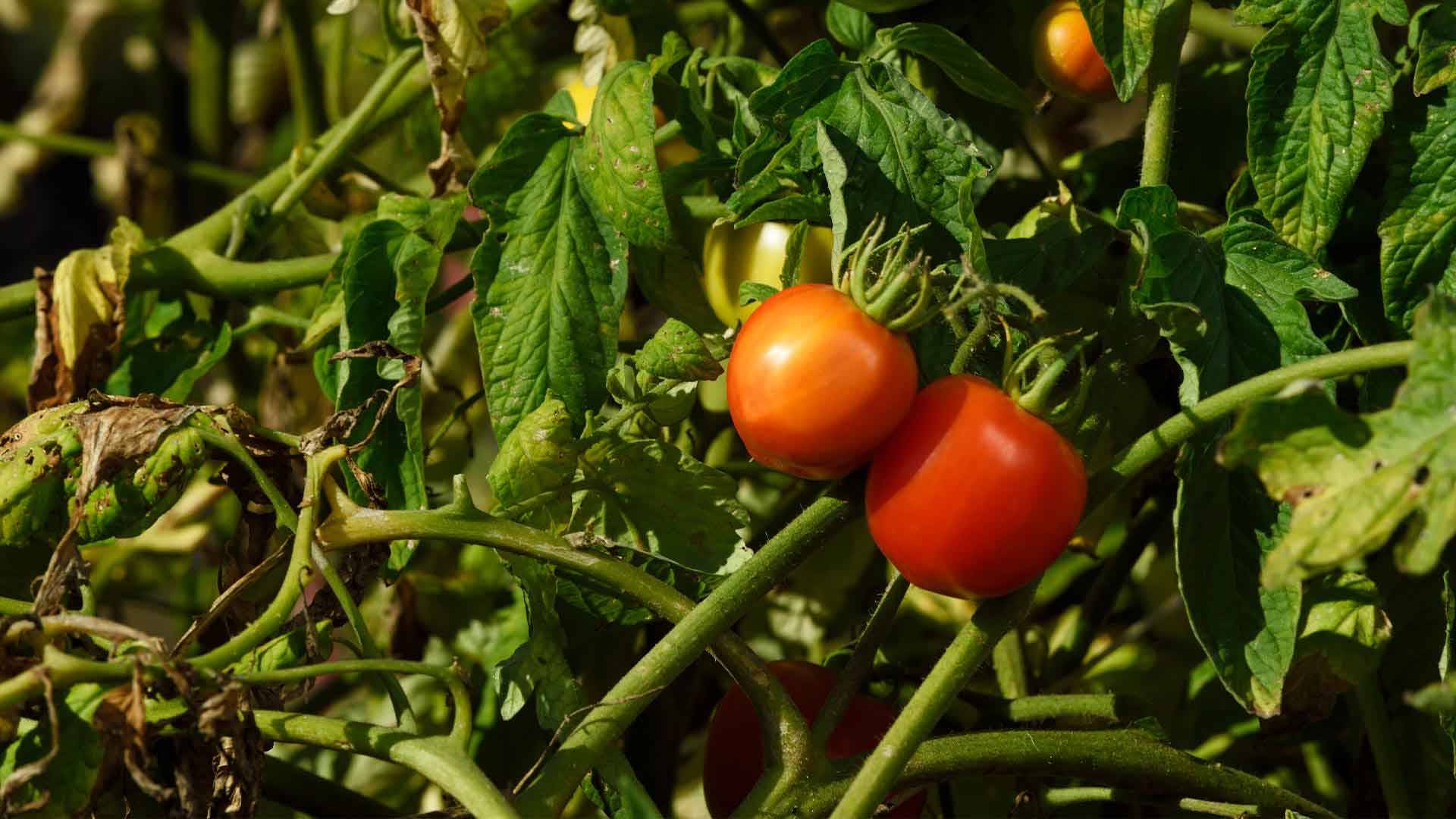 علت گلریزی گوجه فرنگی