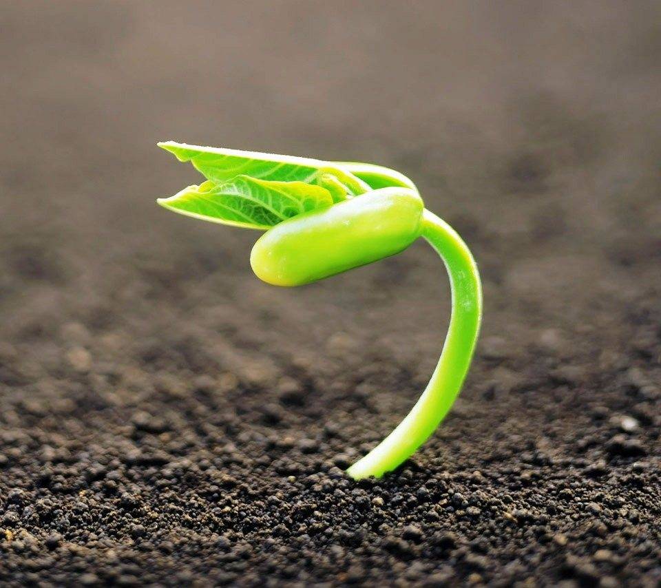 تاثیر اسید هیومیک بر روی جوانه زنی