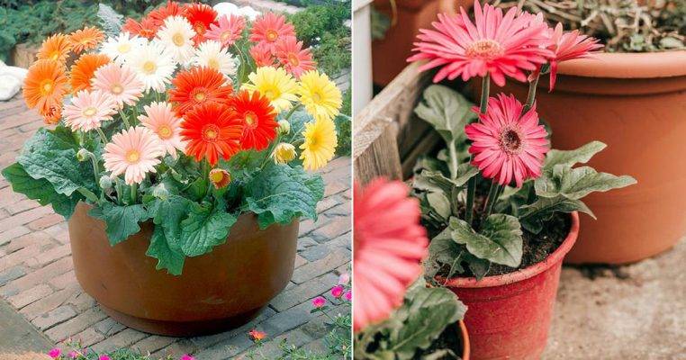 نگهداری گیاه ژربرا دیزی