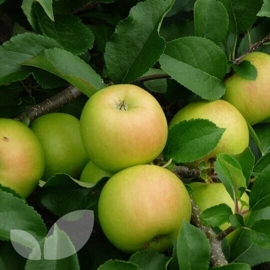 قیمت کود آهن برای درخت سیب