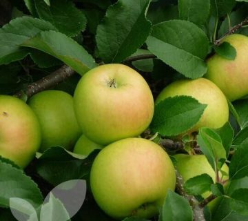 قیمت کود آهن برای درخت سیب