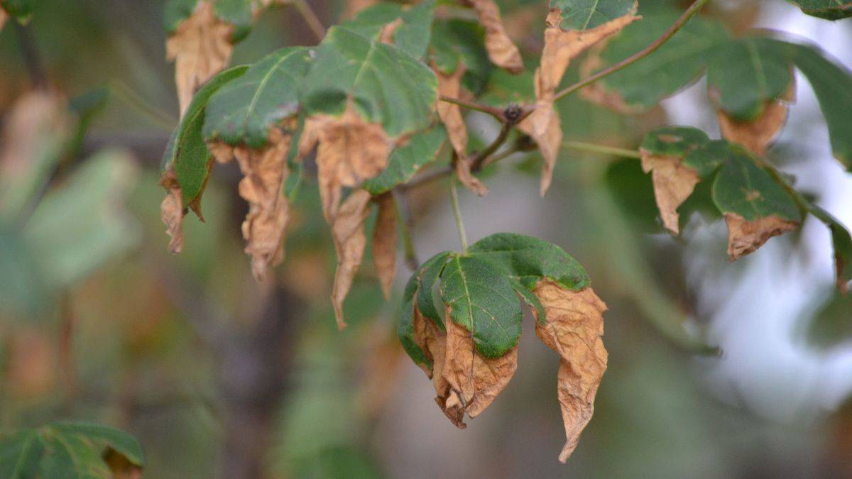 علت خشک شدن برگ درختان در تابستان