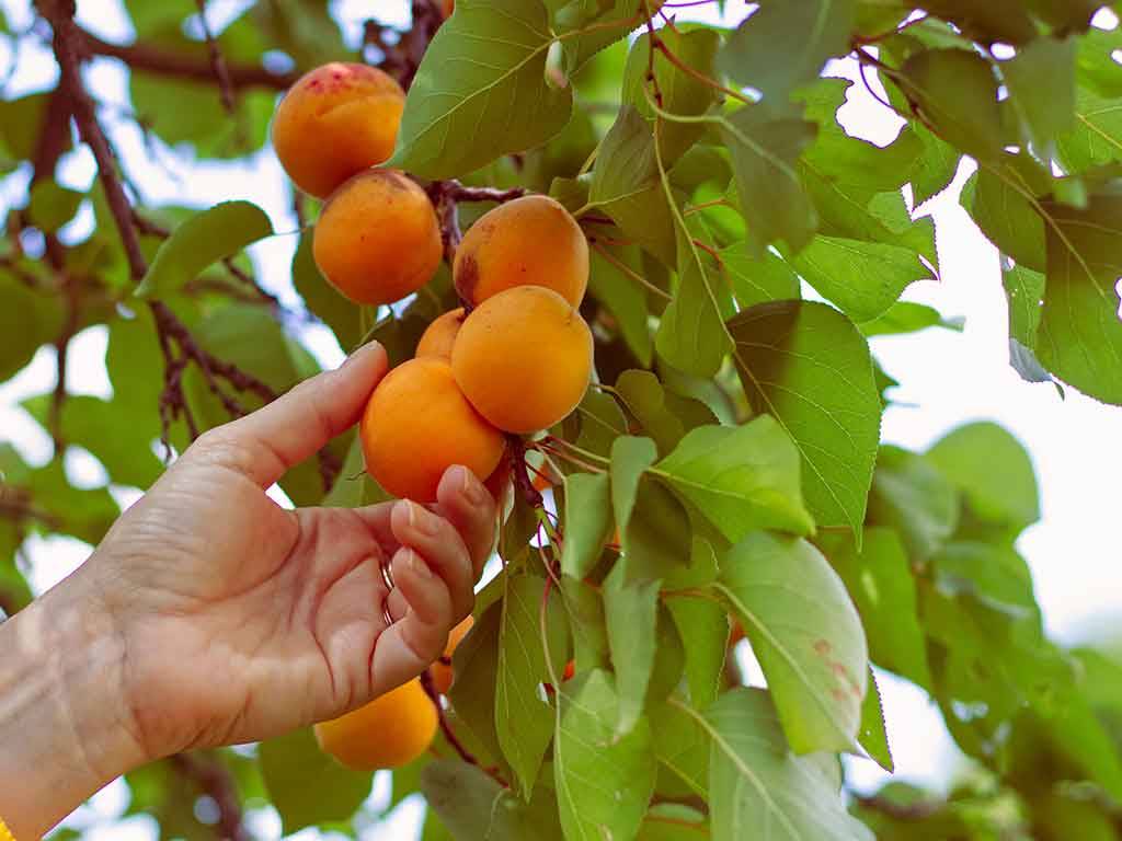 بهترین کود برای درختان میوه