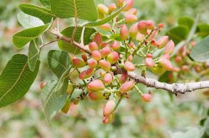 کود سه بیست برای پسته