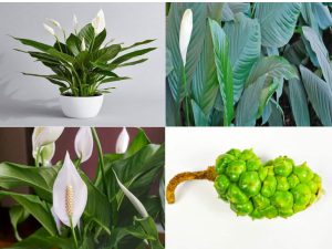 نگهداری گیاه اسپاتی فیلوم