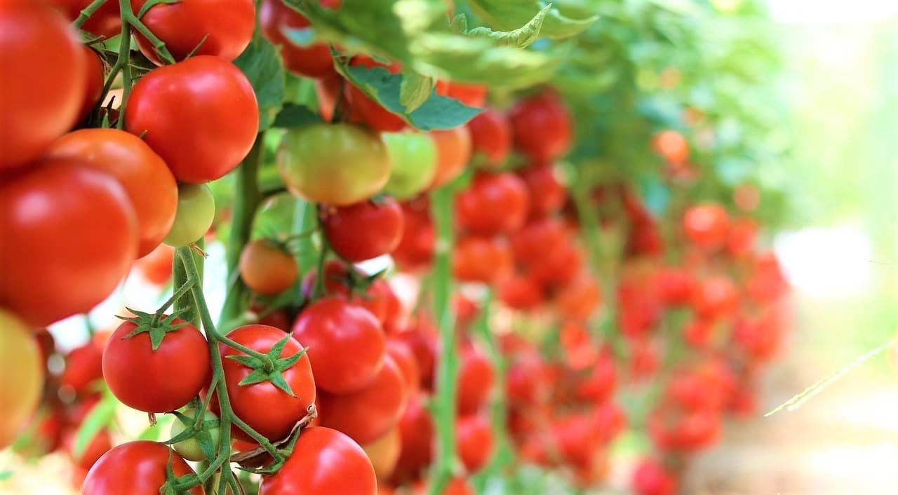 عناصر مورد نیاز گوجه فرنگی