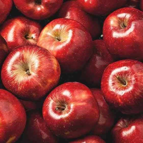ویژگی‌ها و قیمت کود آهن برای درخت سیب