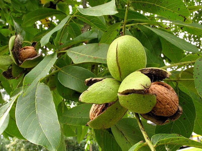کود برای رشد سریع درخت گردو