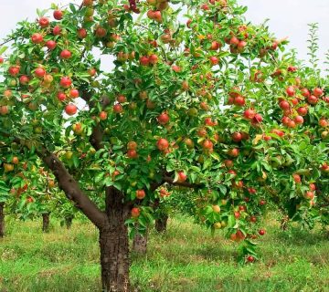 کودهای پاییزه درخت سیب