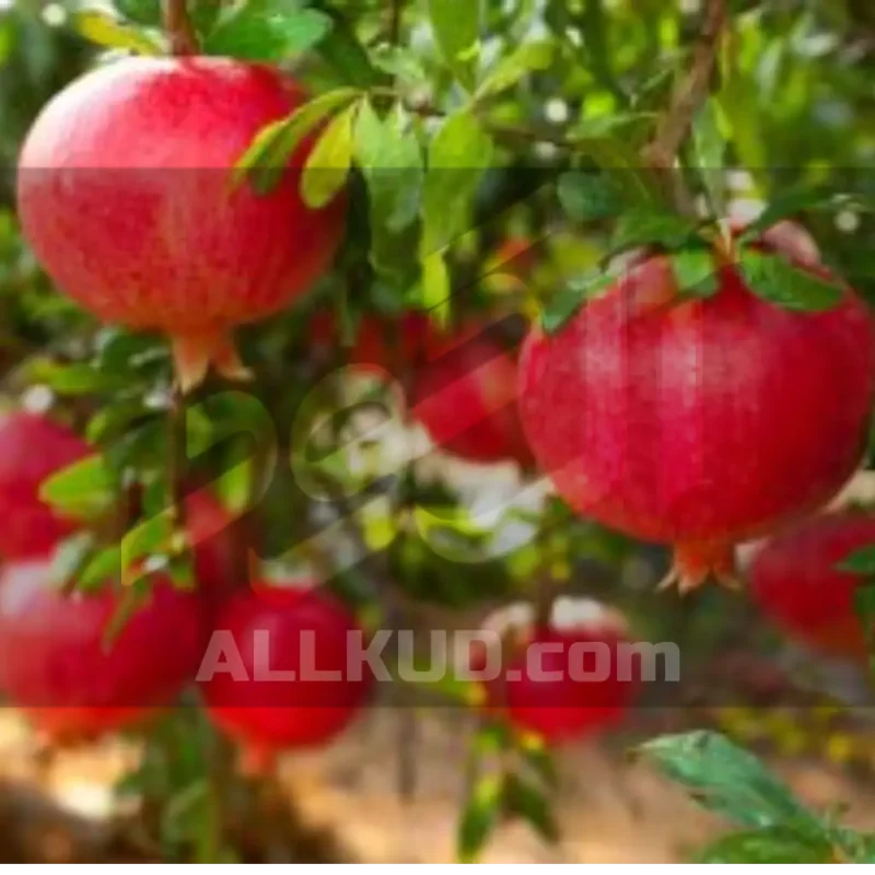 کود جلبک دریایی برای باغ انار