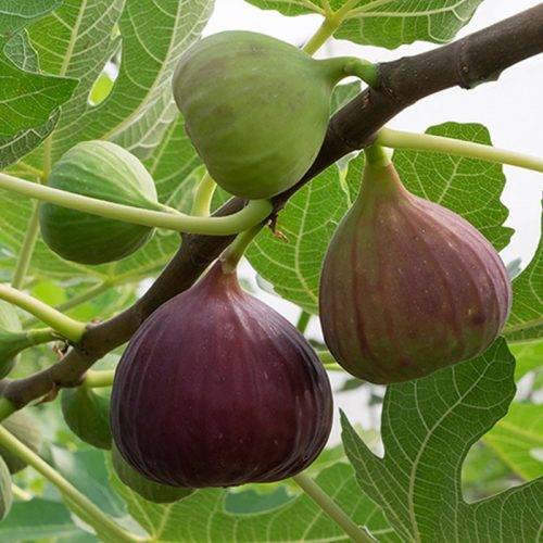 بهترین زمان کود دهی درخت انجیر