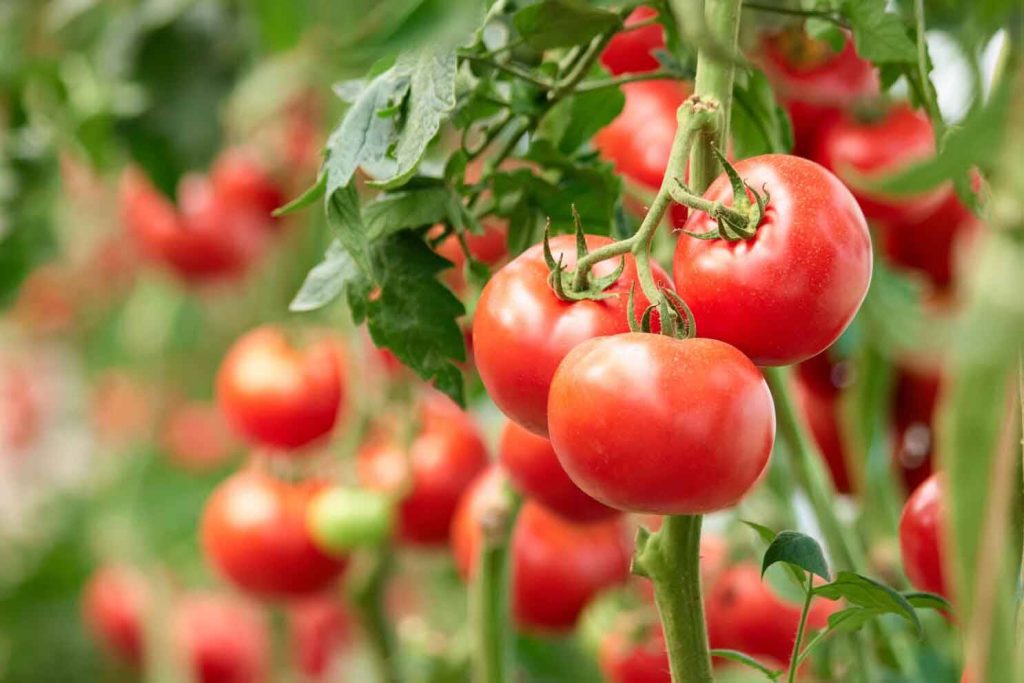بهترین محرک رشد گوجه فرنگی