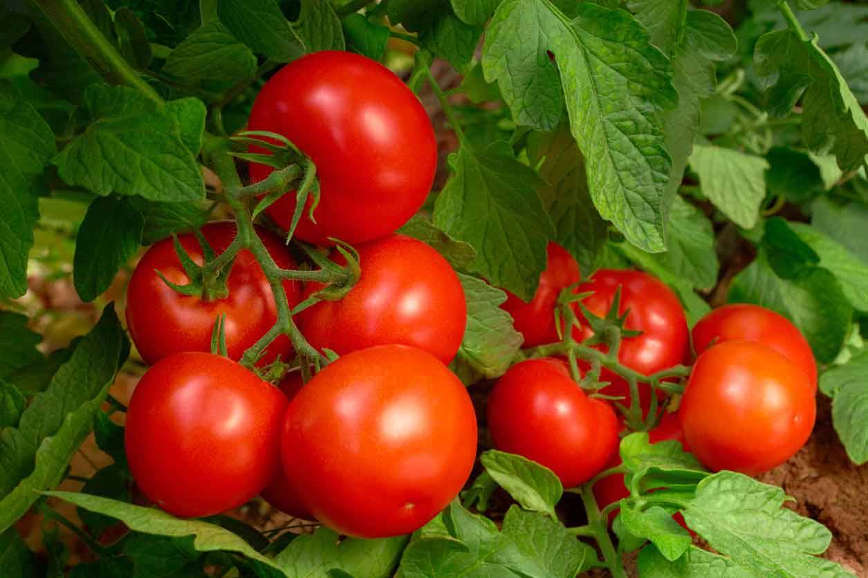 عناصر مورد نیاز گوجه فرنگی