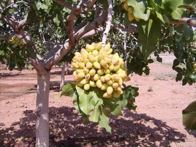 بهترین کود برای درخت پسته